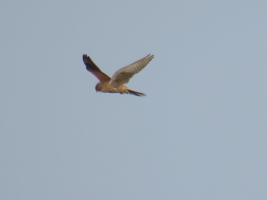 South Walney Nature Reserve景点图片