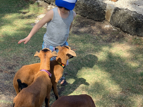 Exquisite Transport-布里奇顿必去景点