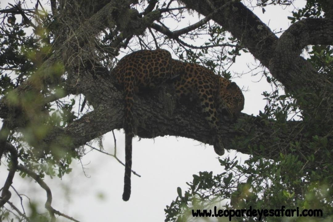 Yala Leopard Eye Safari景点图片