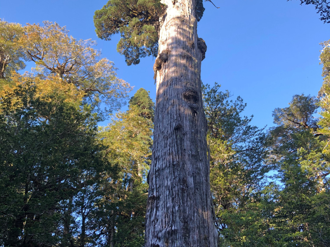 Andes Sur Expediciones-Puyehue必去景点