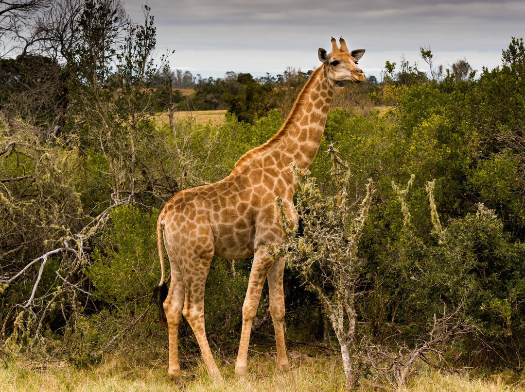 Plettenberg Bay Game Reserve-普利登堡湾必去景点