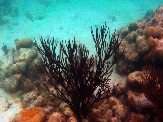 Centro Ecologico Akumal-艾库玛尔必去景点