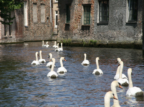 Boottochten Stael-布鲁日必去景点