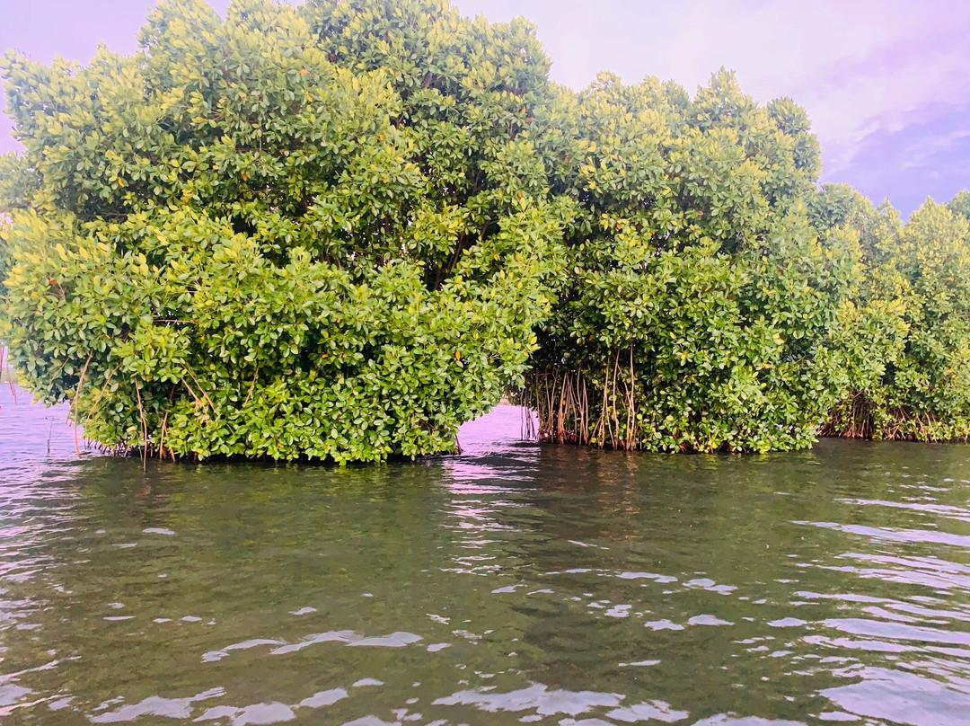 Sasthamkotta Lake景点图片