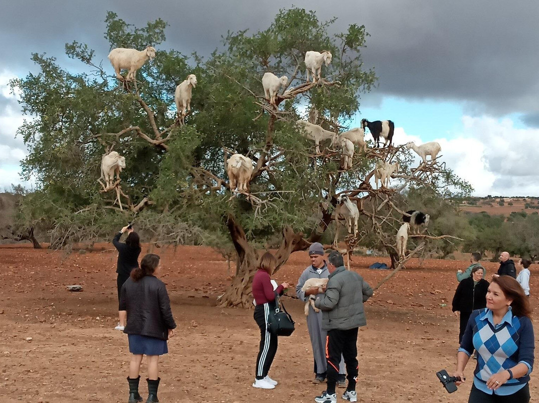 Visitar Marrakech-丹吉尔必去景点