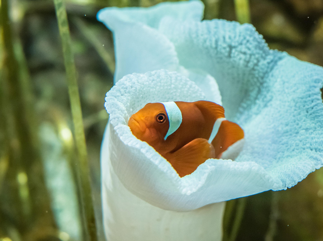 Top Boutique Aquarium-乔治城必去景点