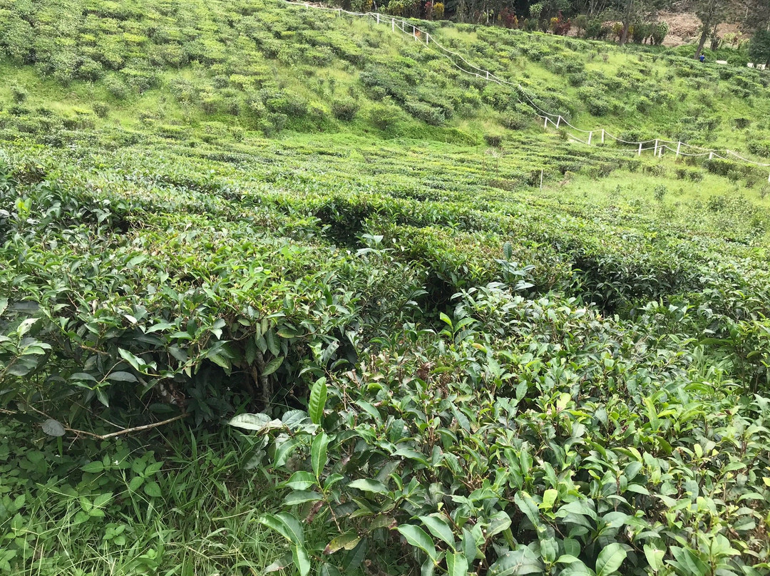 Sabah Tea Garden Day Tours景点图片