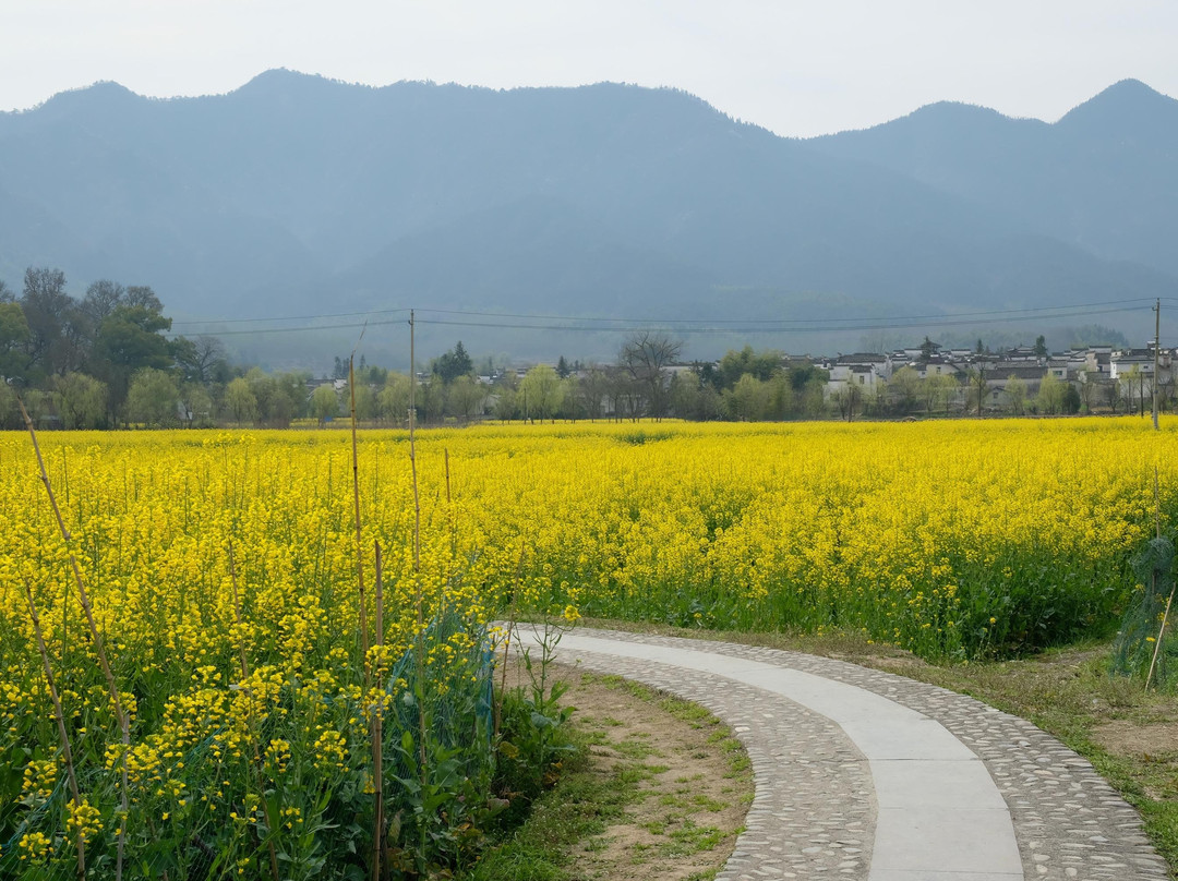 Trippest Huangshan Tours-黄山市必去景点
