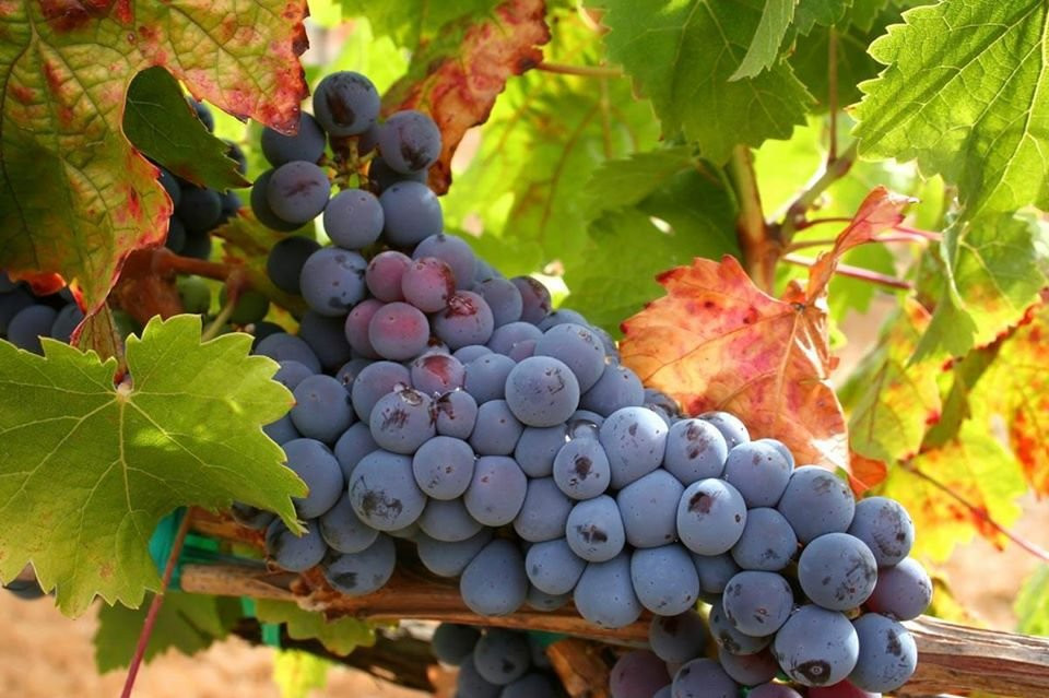 Vins Nadal景点图片