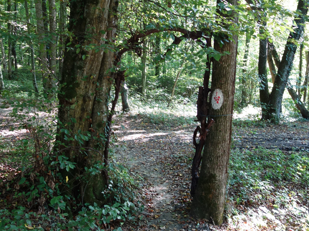 Weinweg der Sinne景点图片