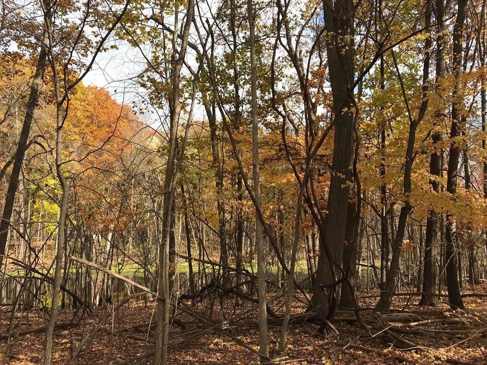 West Bloomfield Woods Nature Preserve And Nature Trail景点图片