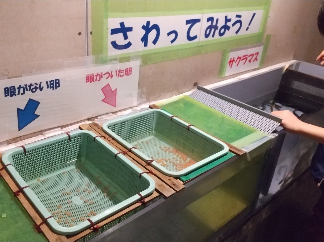 Chitose Sake Masu no Mori Sake Masu Johokan-千岁市必去景点