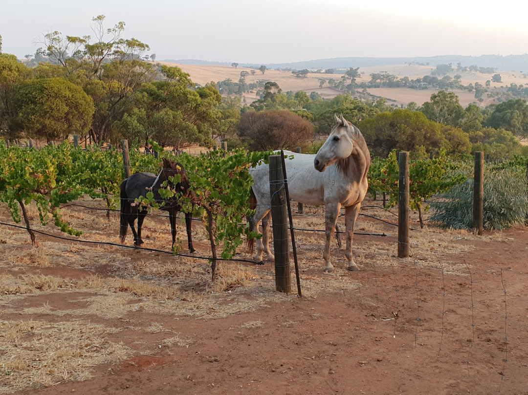 Pecan Hill B & B主图