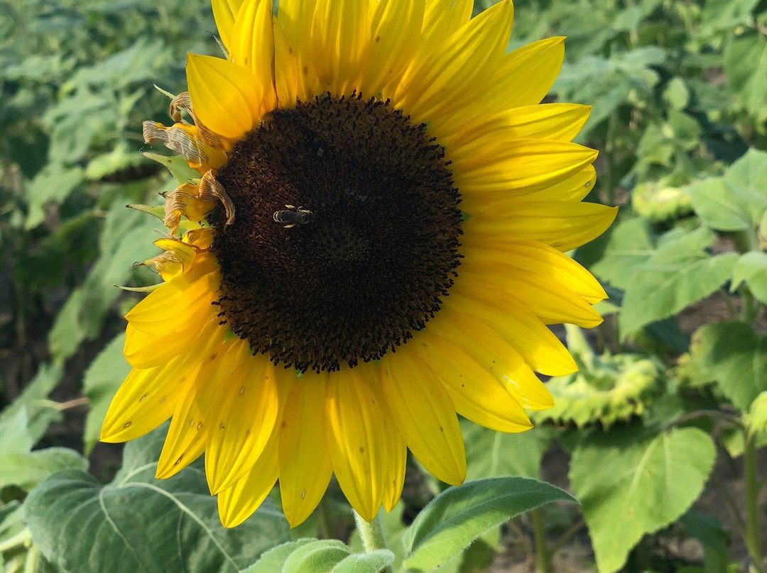 Southern Hill Farms-Clermont必去景点