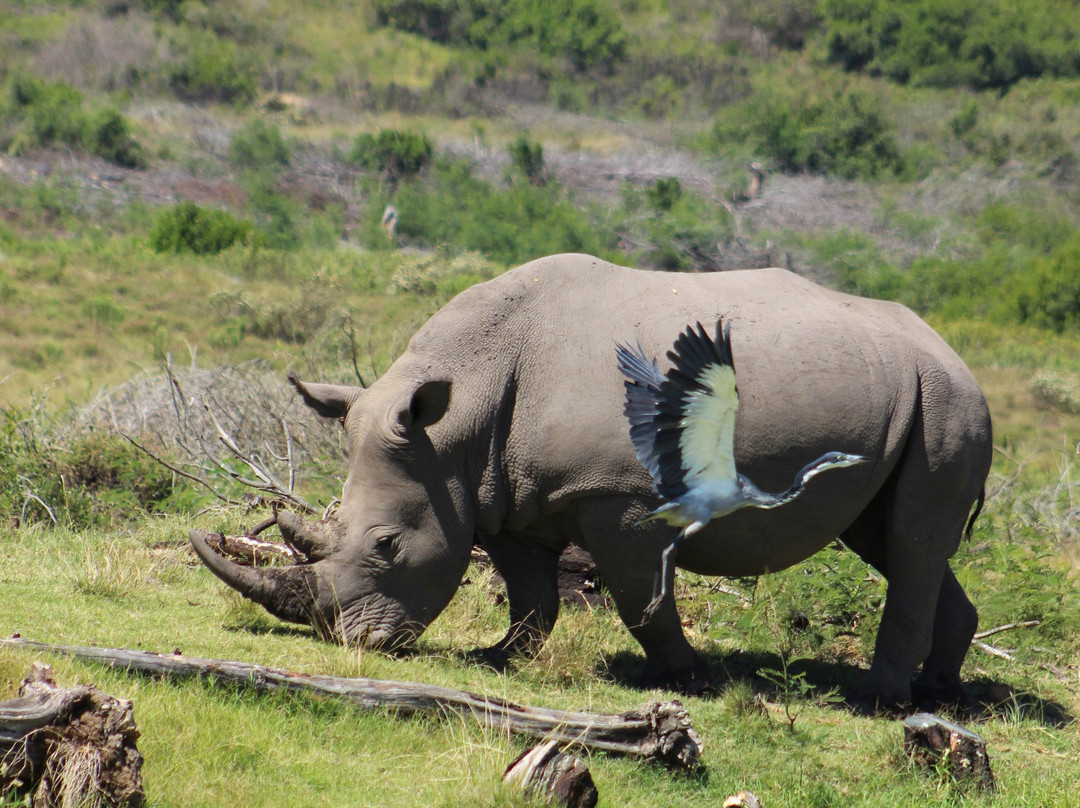 Nkonzo Wildlife Research-Hartenbos必去景点