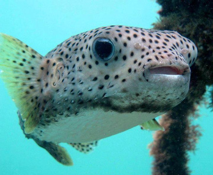 Sub Aqua Dive Center