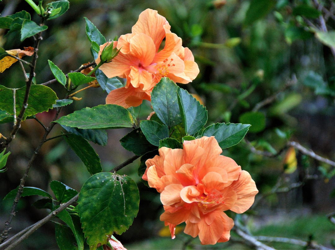 Soroa Orchid Botanical Garden