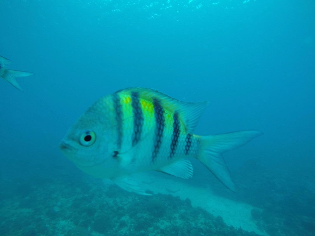 Neptuno Dive Center-博卡奇卡必去景点