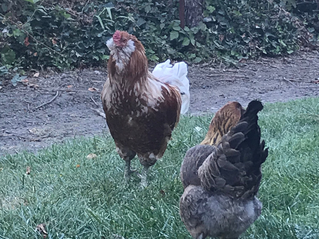 Westover Vineyards-卡斯特罗谷必去景点