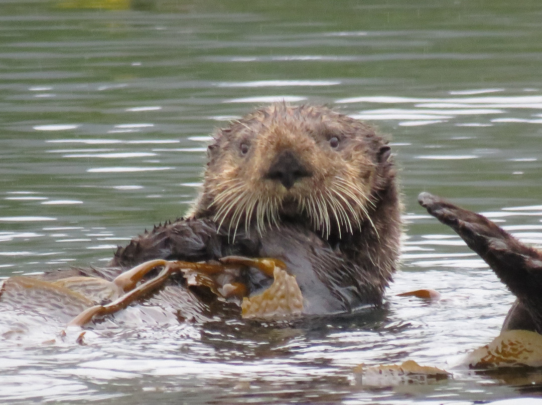 Sea Otter Eco Tours景点图片