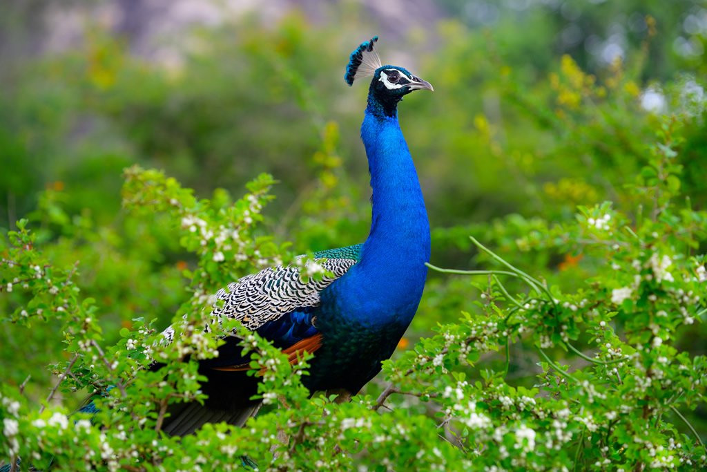 Trips To Srilanka景点图片