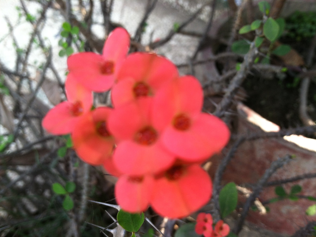 Baldha Gardens-达卡市必去景点
