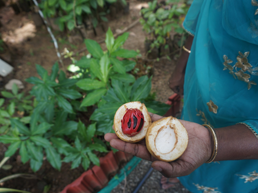 Periyar Spice & Ayurvedic Garden景点图片