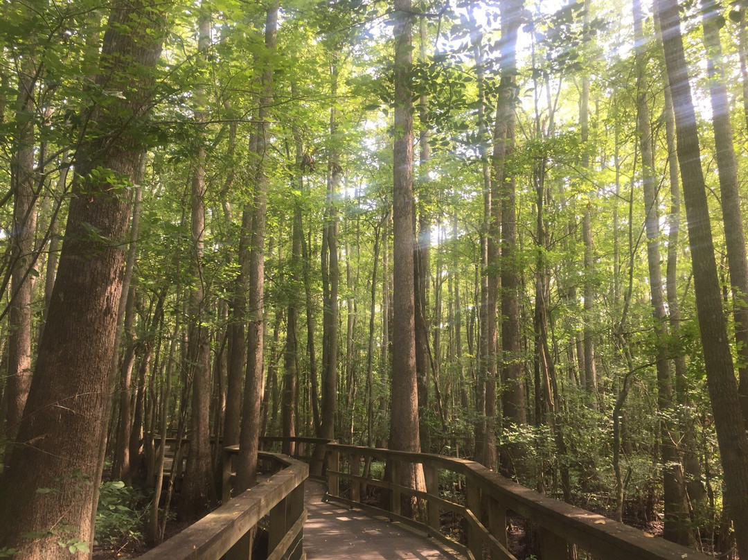 Cashie Wetlands Walk景点图片