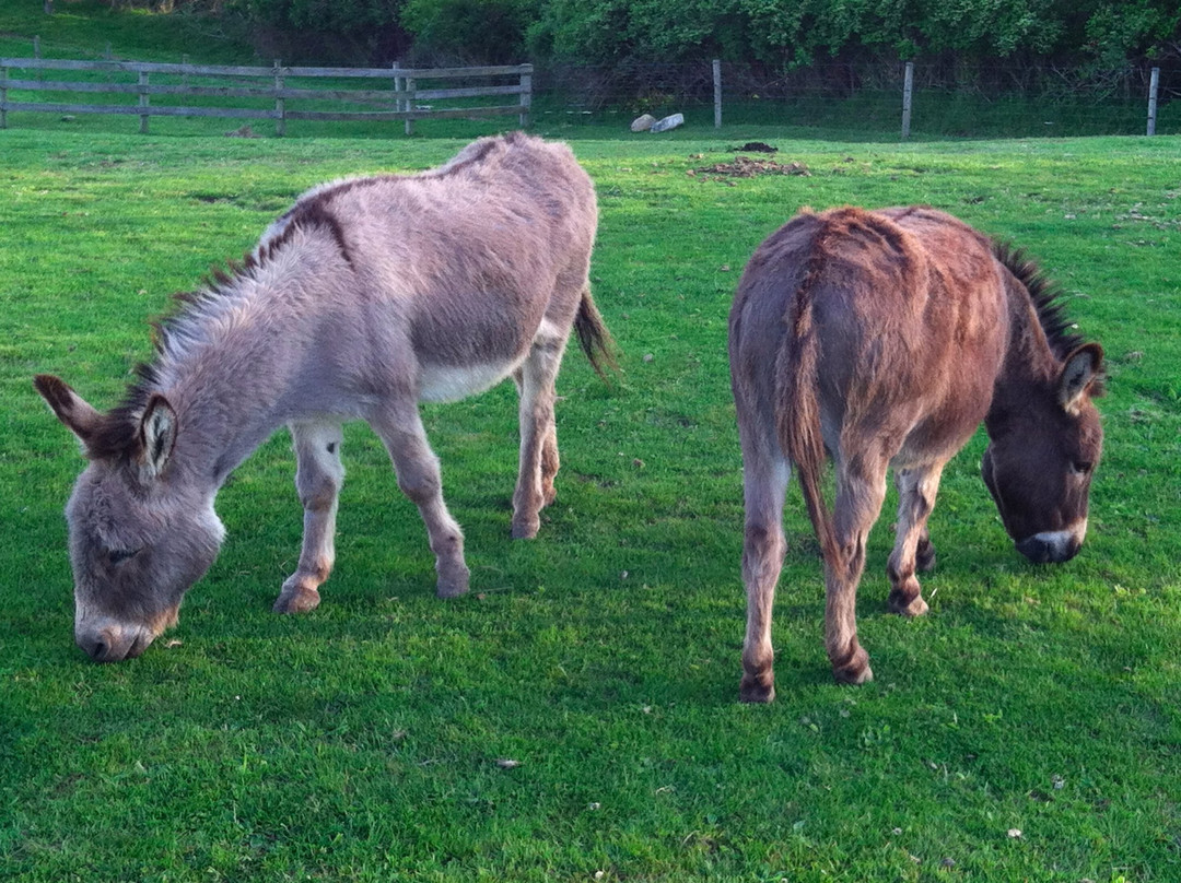 Rita's Stable-蒙托克必去景点