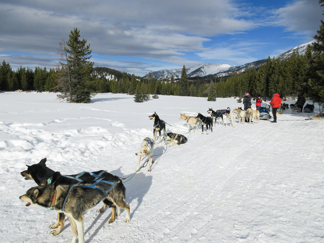 Spirit of the North Sled Dog Adventures景点图片