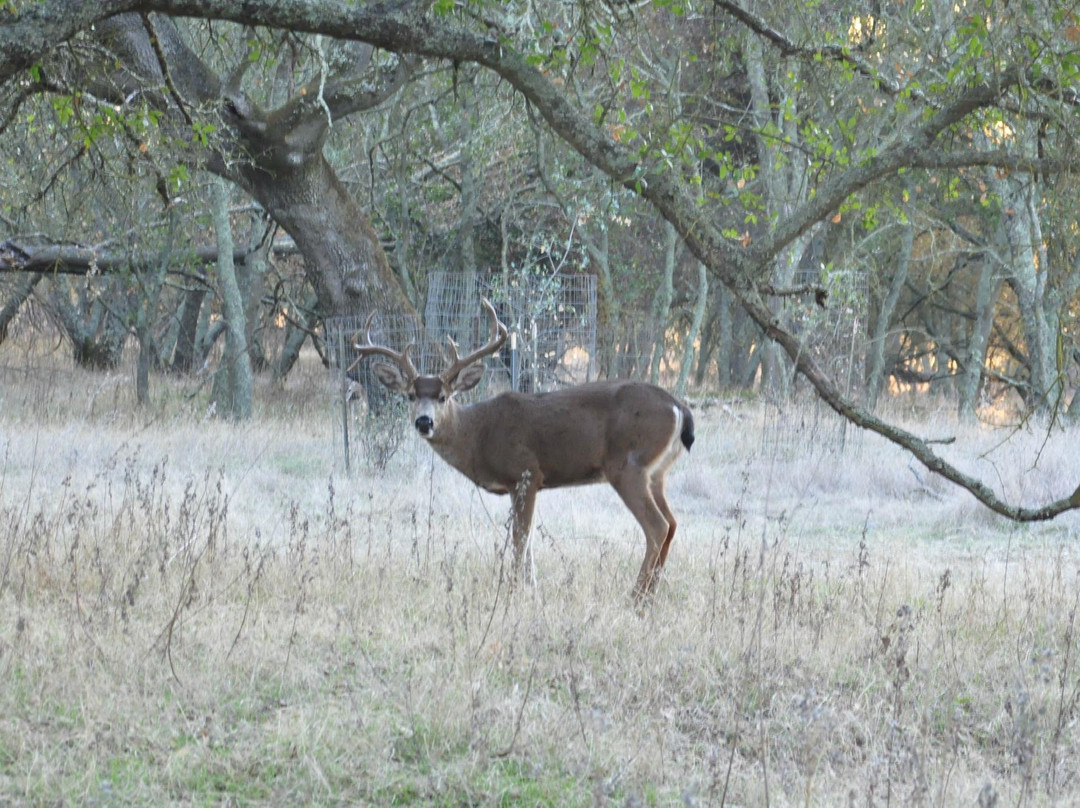Carmichael旅游景点-Effie Yeaw Nature Center