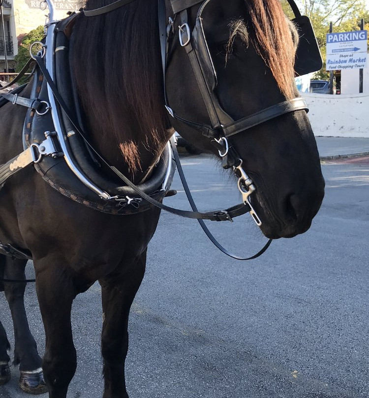 Charleston Carriage Works-查尔斯顿必去景点