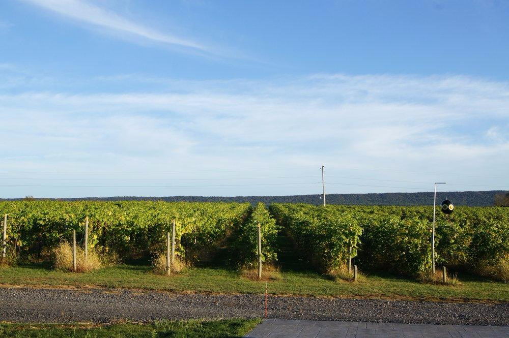 Happy Valley Vineyard & Winery景点图片