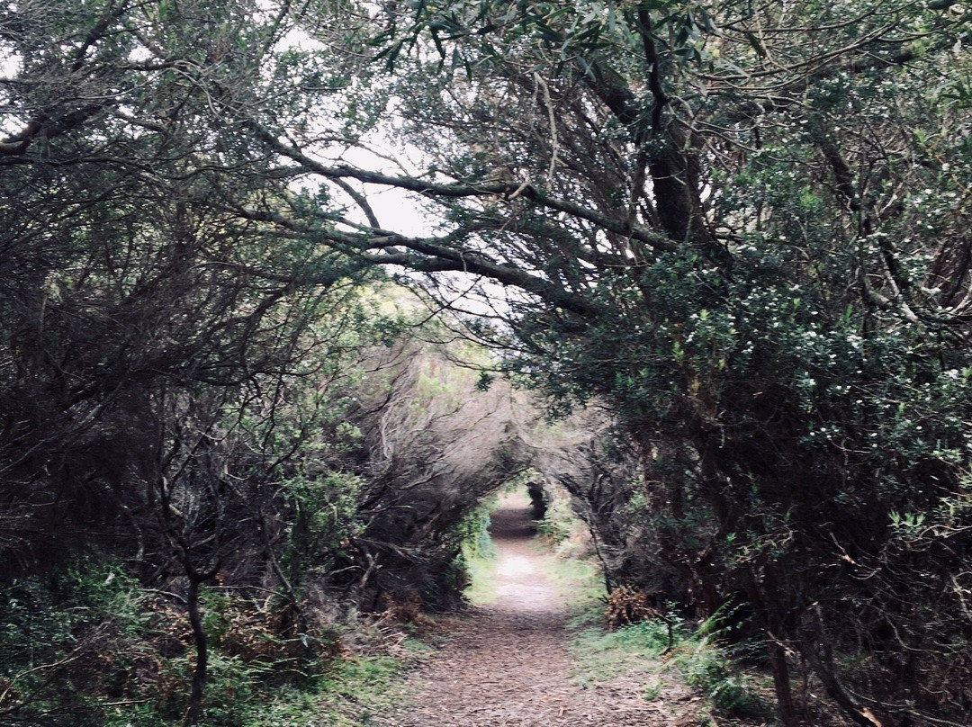 Calcified Forest-King Island必去景点