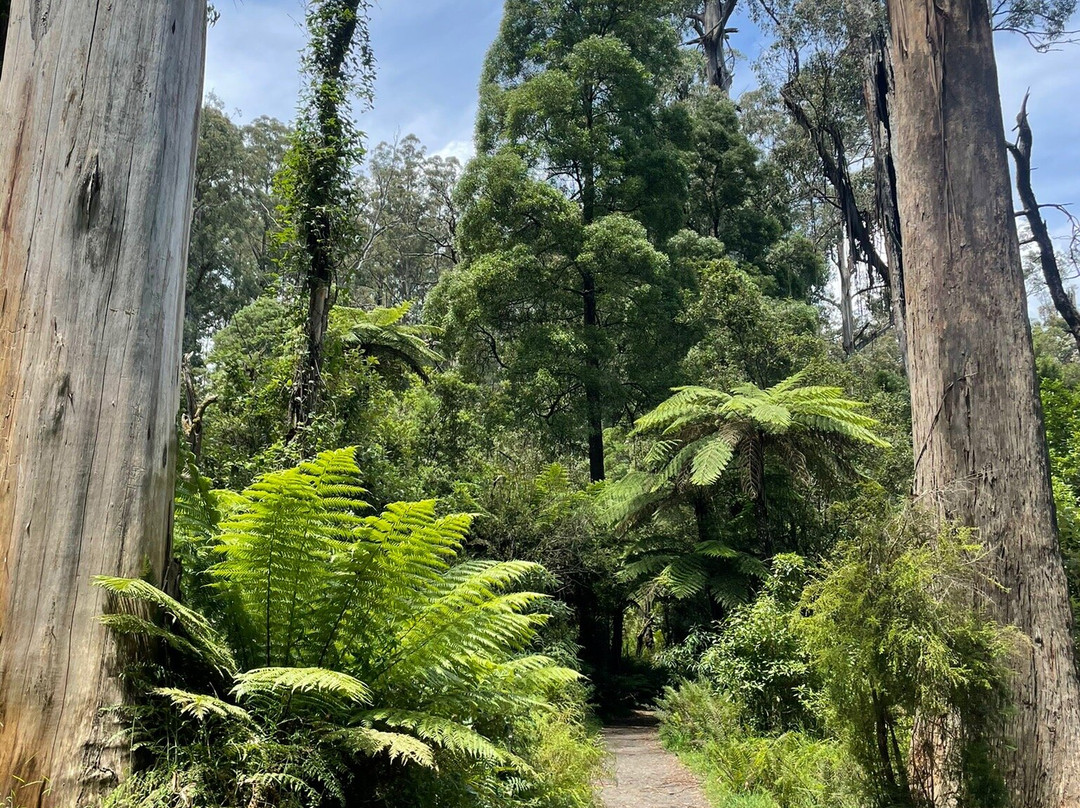 Hardy Gully Nature Walk