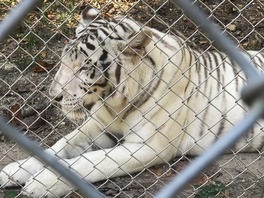 Tigers For Tomorrow景点图片