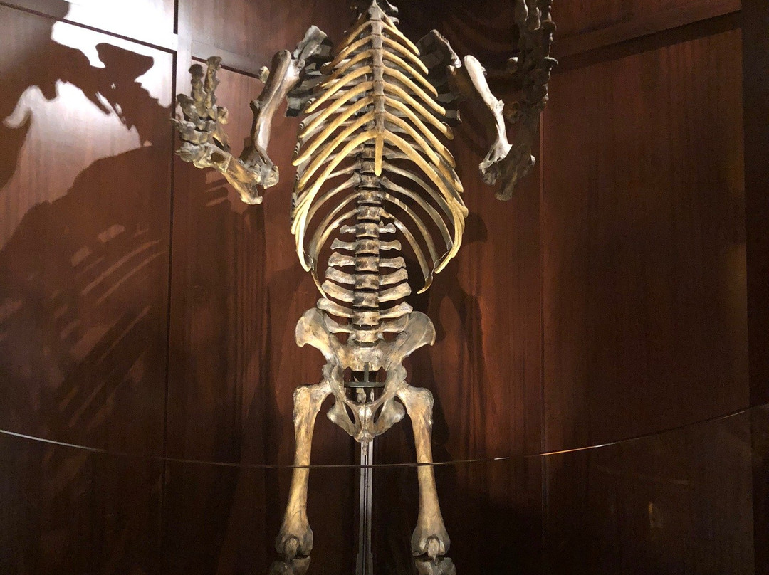 Ancient Ozarks Natural History Museum景点图片