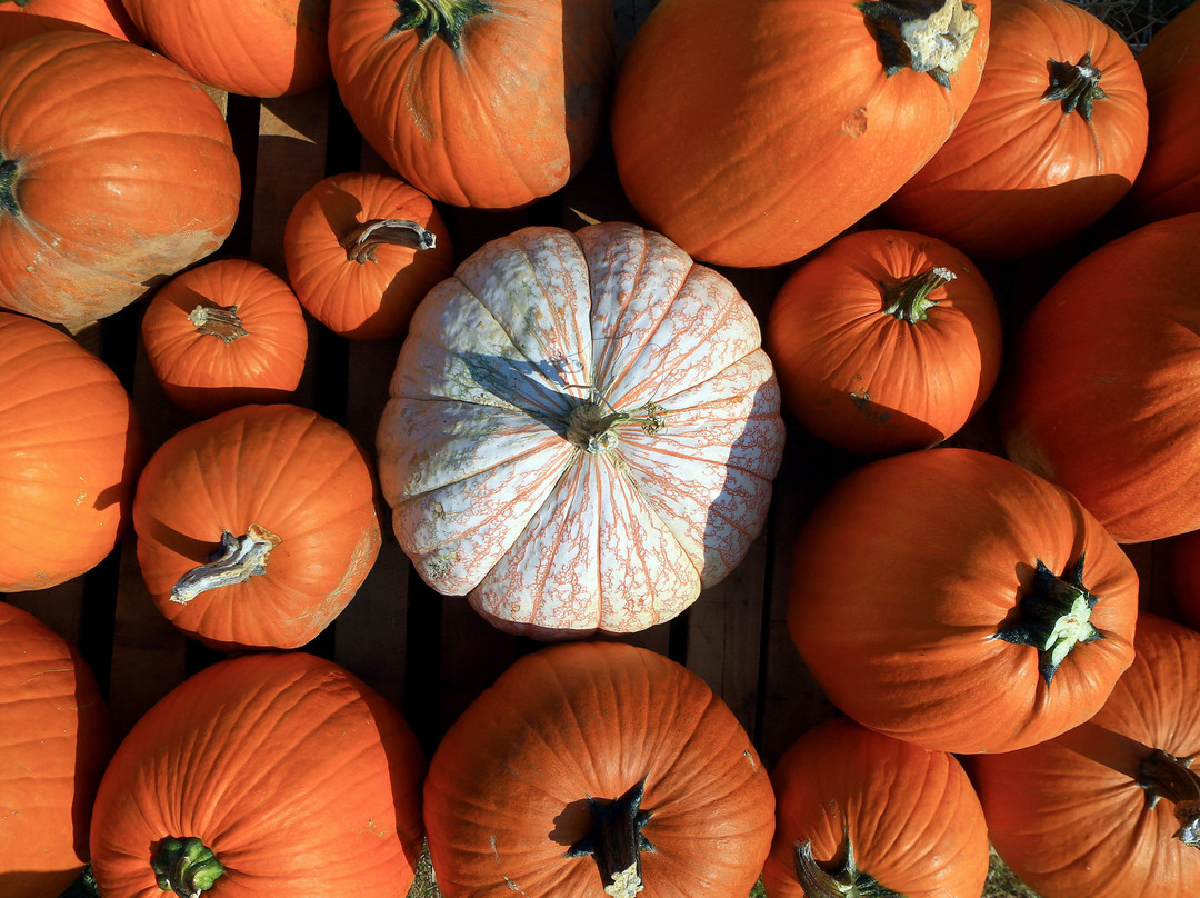 Arizona Pumpkin Patch-钱德勒必去景点