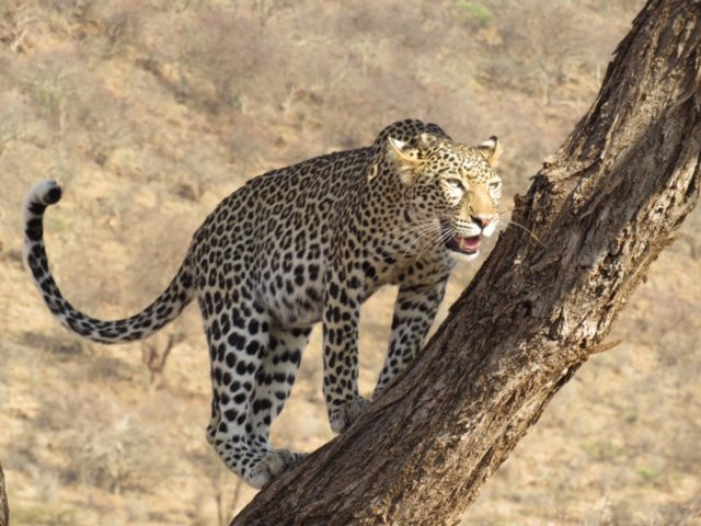 Best Camping Tours-内罗毕必去景点