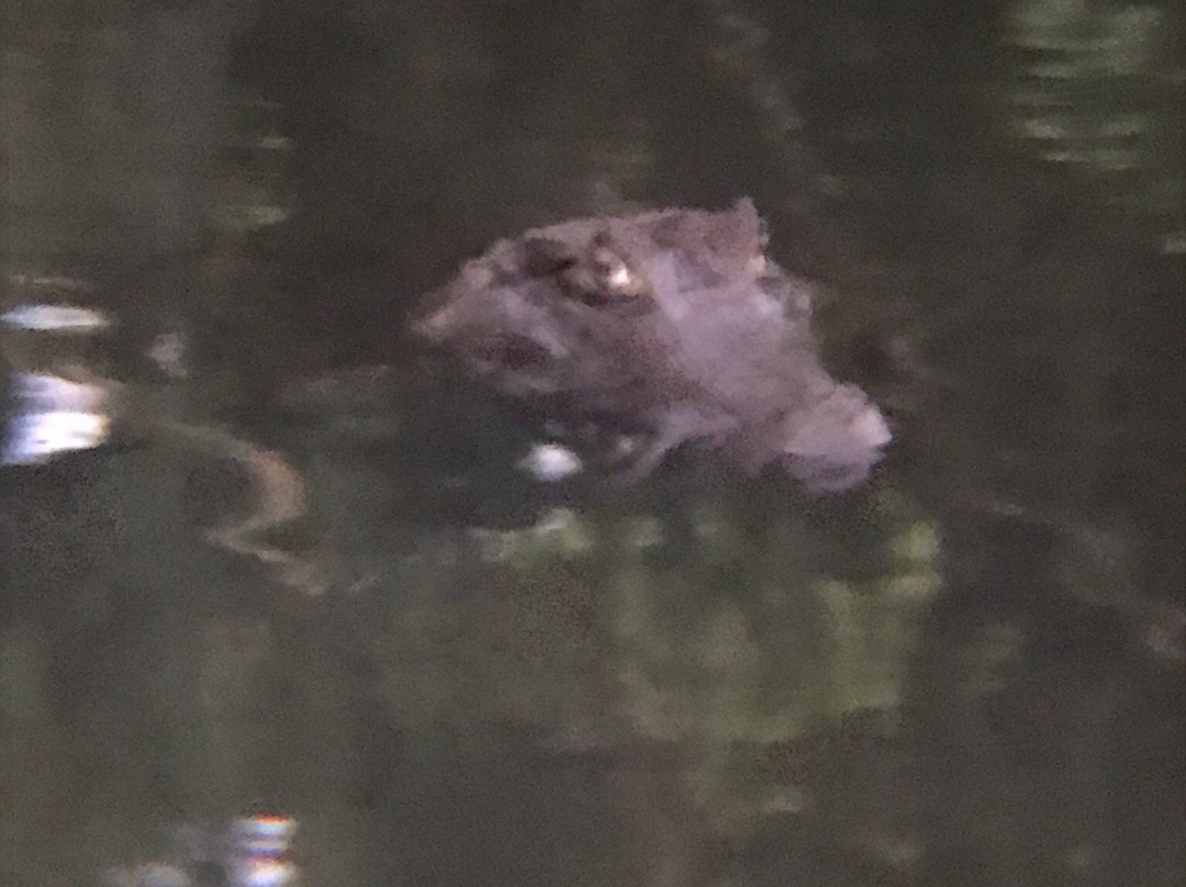 Friends Expeditions-基多必去景点