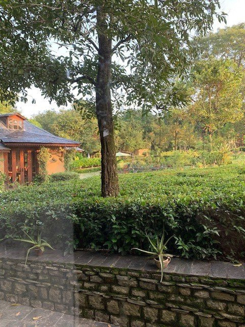 The Lodge at Wah, Palampur主图