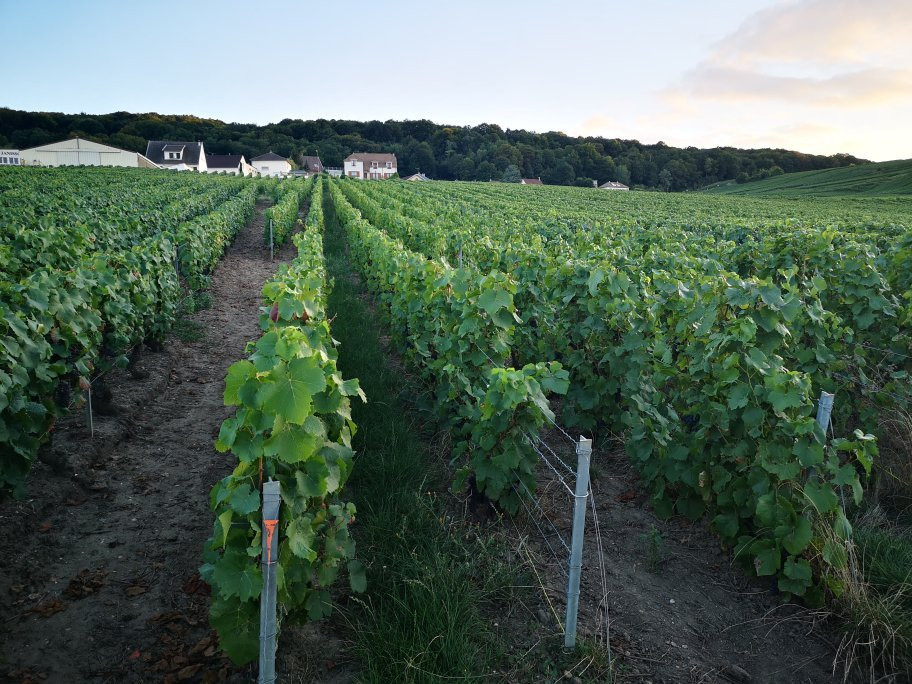 Champagne Route (Route Touristique du Champagne)-Marne必去景点