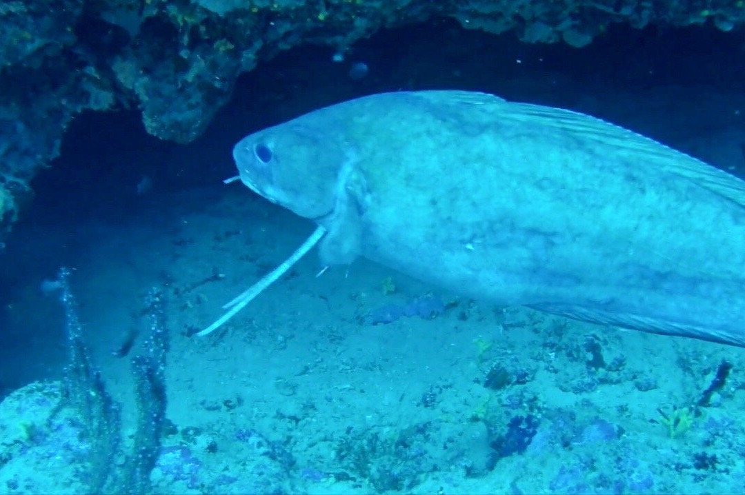 Nautilus Technical Diving Center-Santo Stefano al Mare必去景点