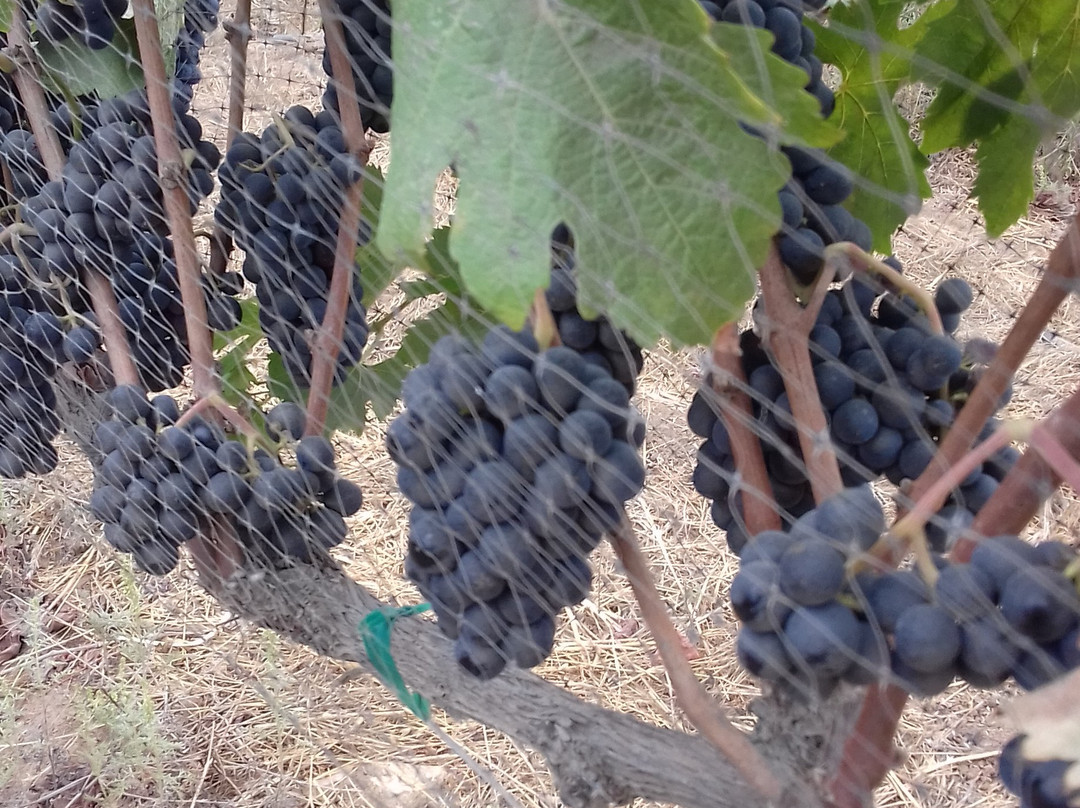 The Wine Route-恩塞纳达必去景点