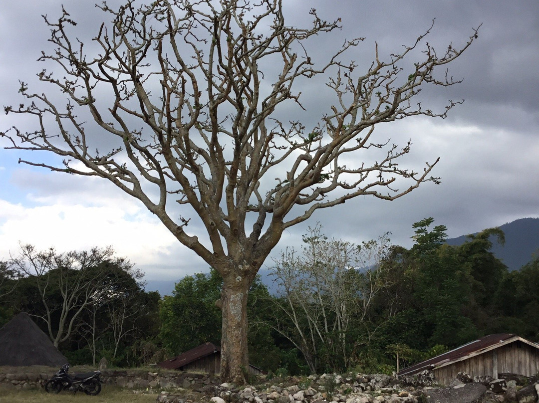 Ruteng Pu'u Village景点图片