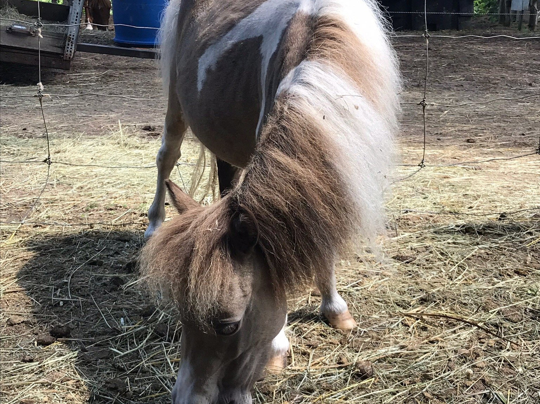 Mountain Creek Ranch-班克罗夫特必去景点
