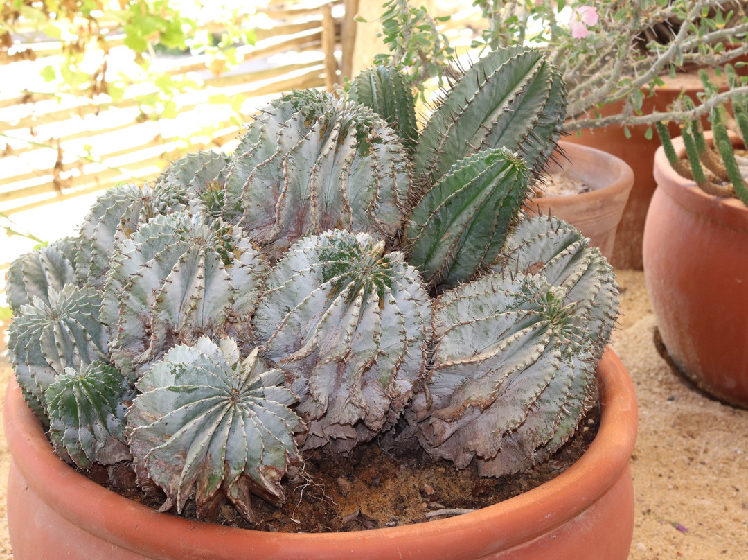 Kokerboom Kwekery Nursery-Vanrhynsdorp必去景点