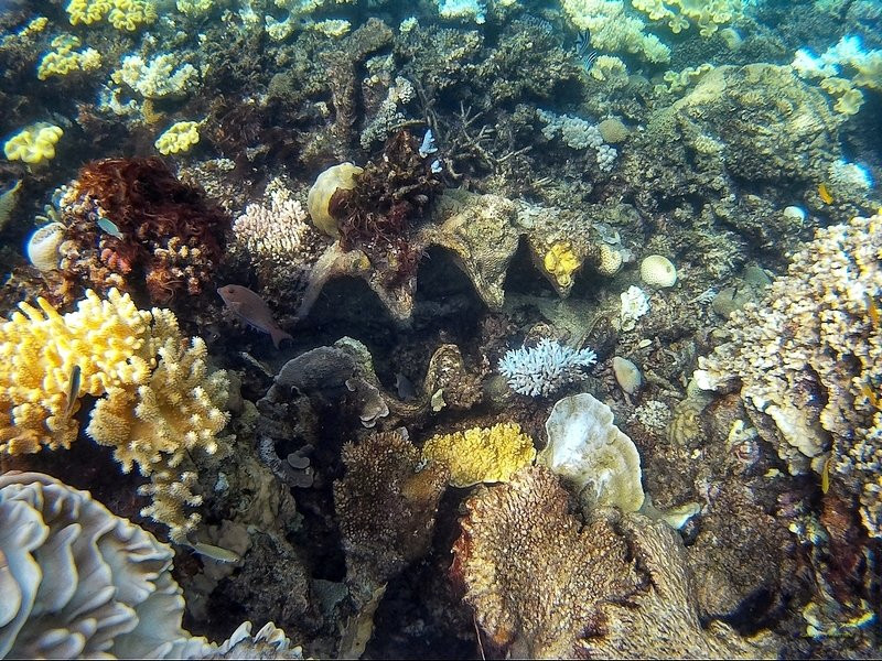 Calypso Reef Cruise景点图片
