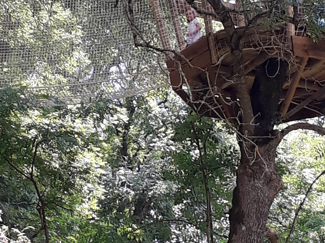 Canopy en Forêt景点图片