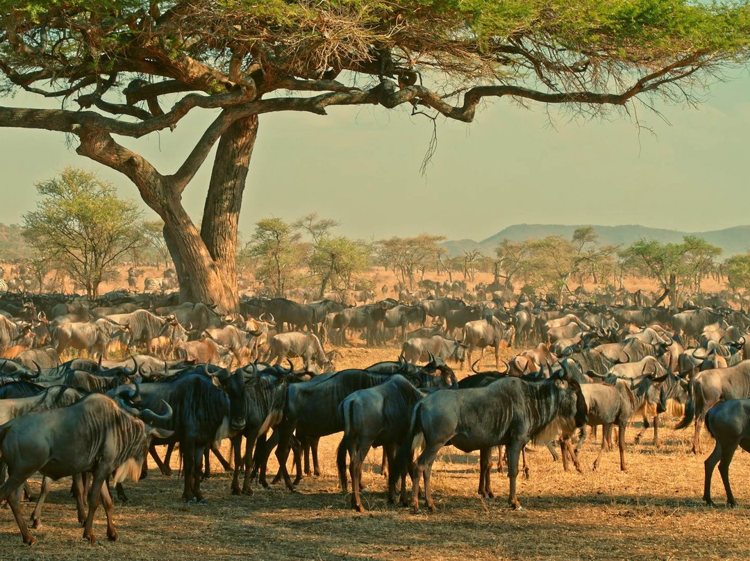 Sarafu Travel-阿鲁沙必去景点